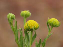 Image of Helenium atacamense Cabrera