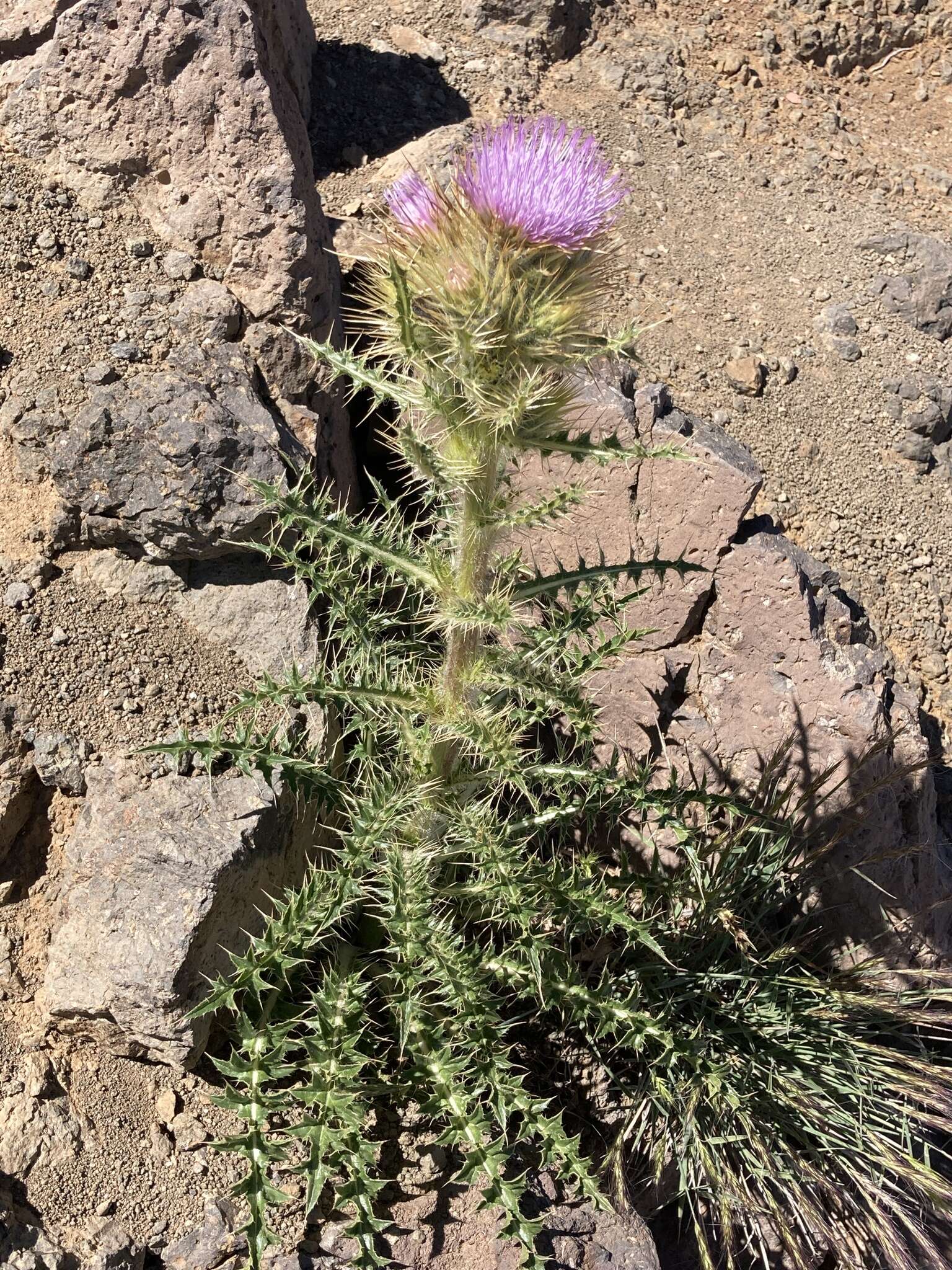 Imagem de Cirsium eatonii var. peckii (L. F. Henderson) D. J. Keil