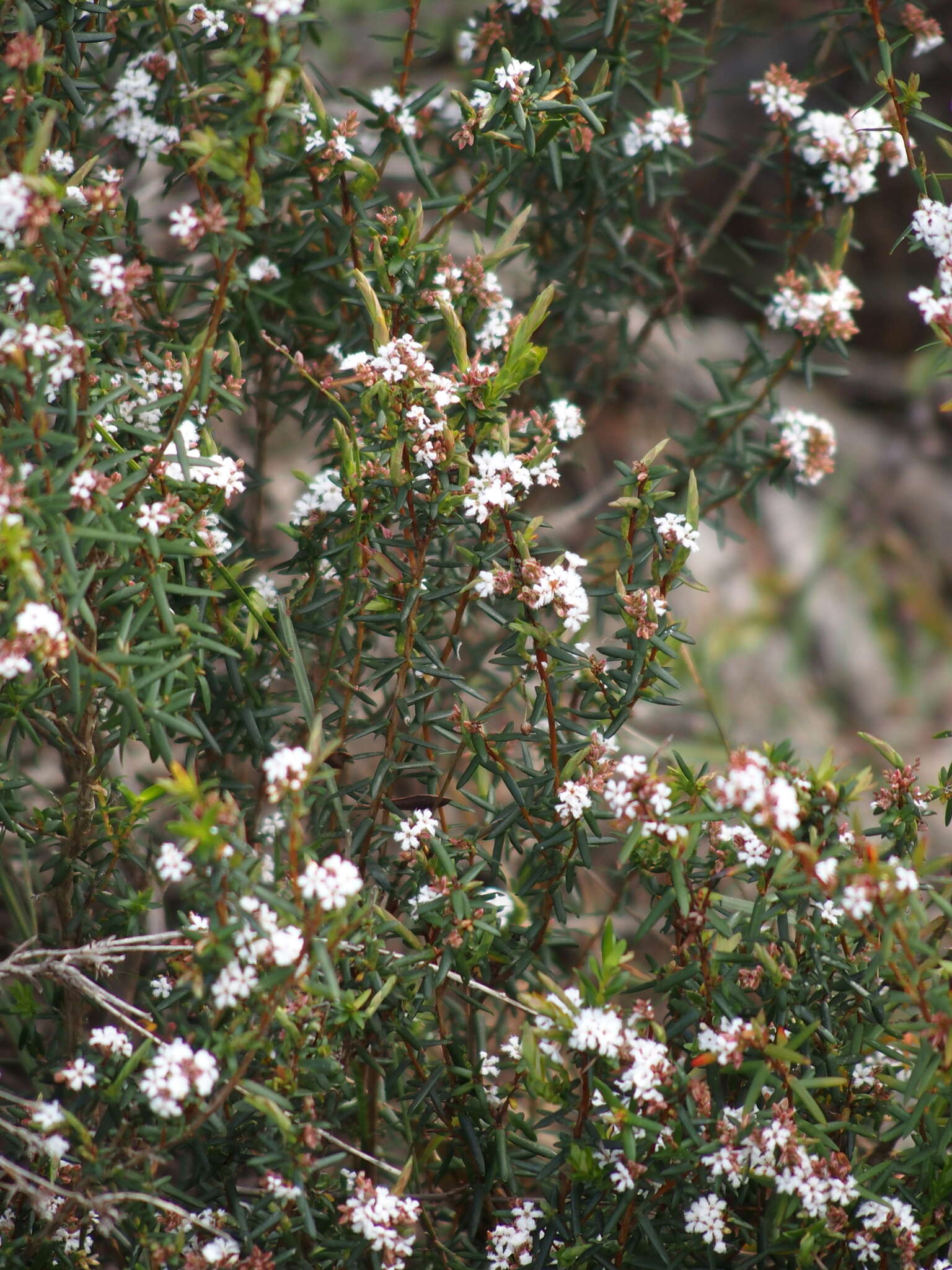 Image of Styphelia blepharolepis