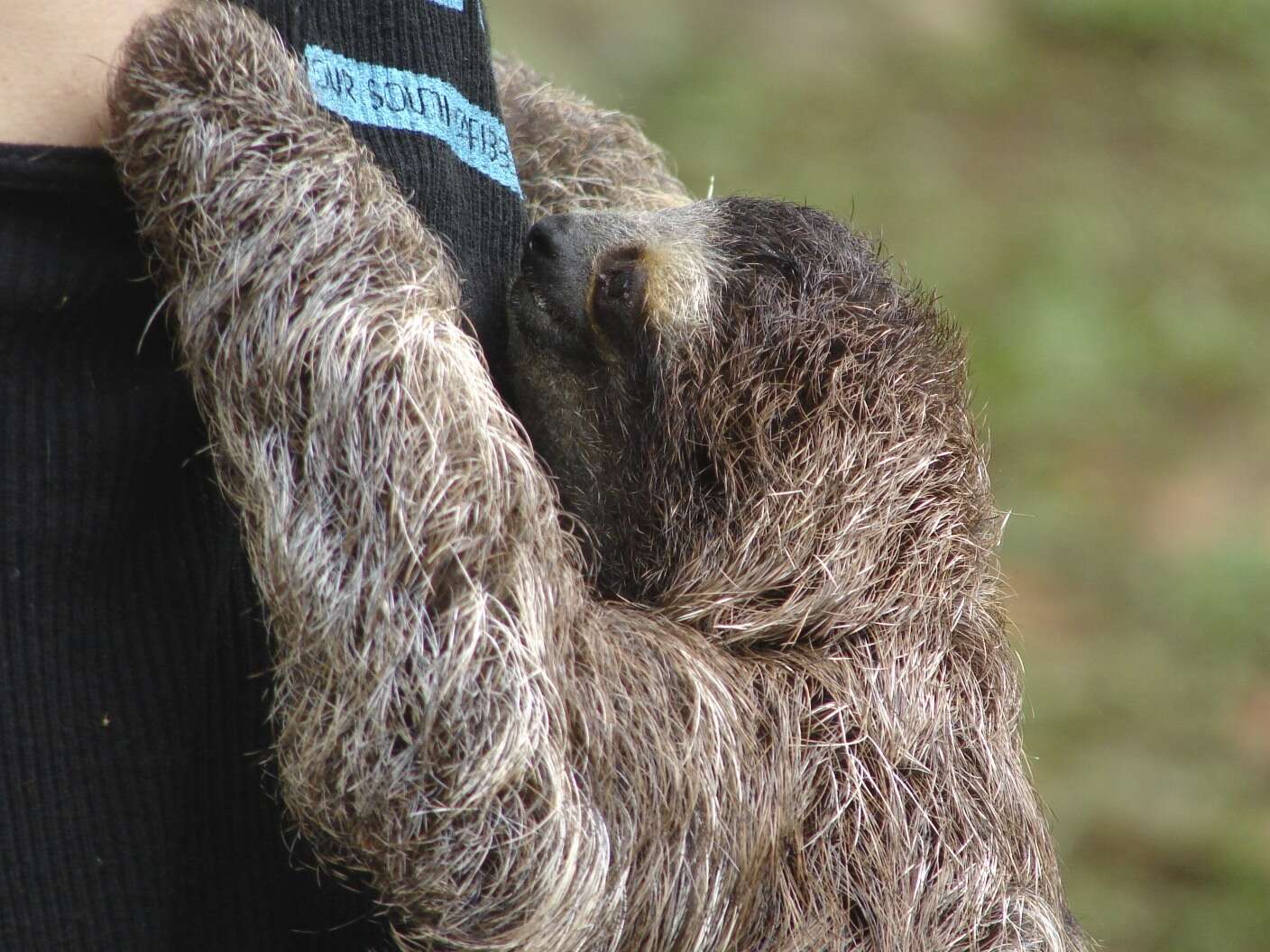 Image of three-toed sloths