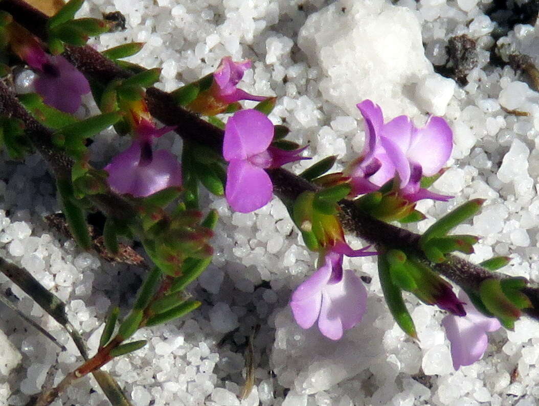 Image of Muraltia curvipetala Levyns