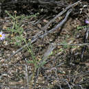 Dieteria asteroides var. glandulosa (B. L. Turner) D. R. Morgan & R. L. Hartman的圖片