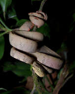 صورة Corallus hortulanus (Linnaeus 1758)