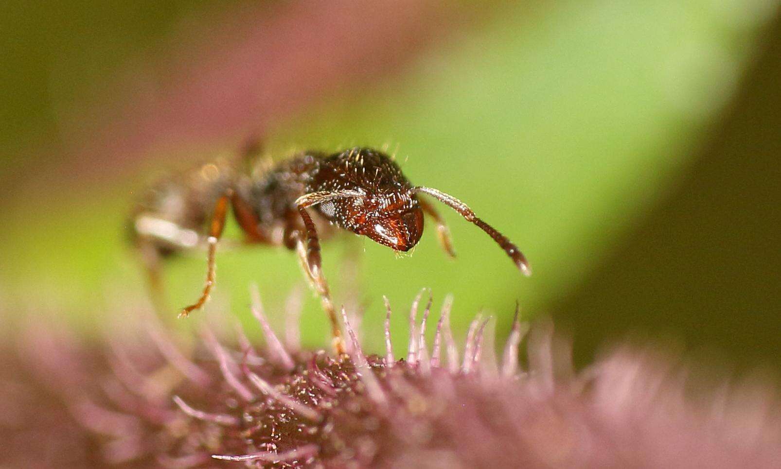 Image of Tetramorium erectum Emery 1895