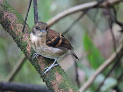 Image of Spotted Antbird