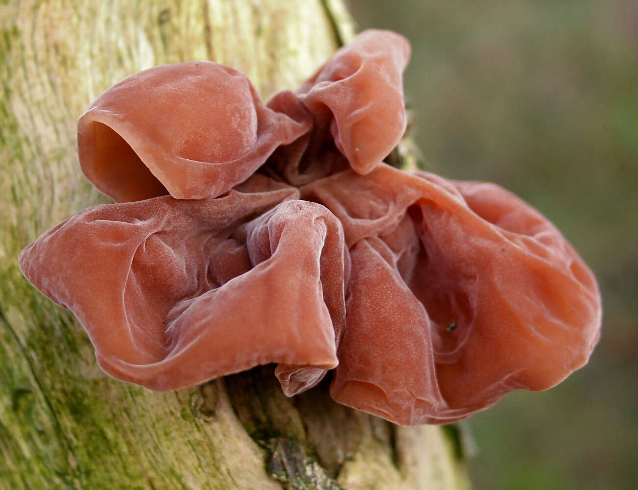 Image of ear fungus