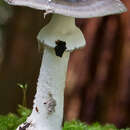 Image of Amanita luteofusca Cleland & E.-J. Gilbert 1941