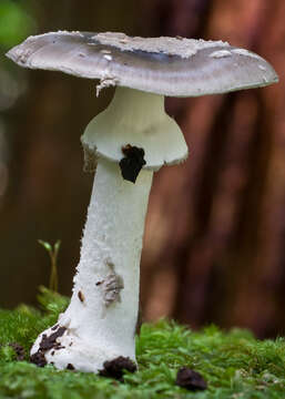 Image of Amanita luteofusca Cleland & E.-J. Gilbert 1941