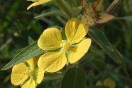 Image of Mexican primrose-willow