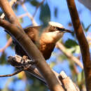 Image of Grey-crowned Babbler