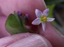 Image of American black nightshade