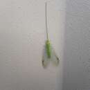 Image of Lichen Bug