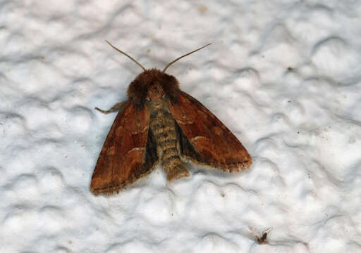 Слика од Oligia fasciuncula Haworth 1809