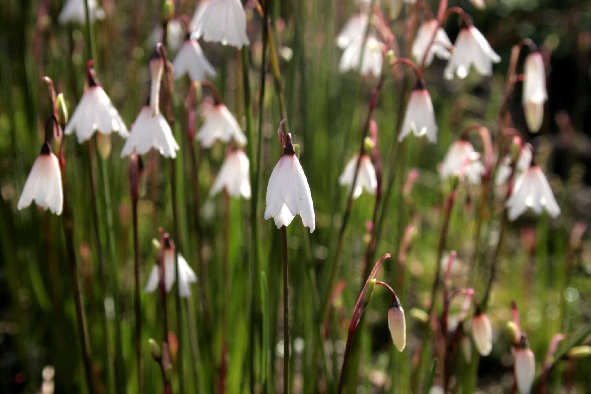 Слика од Acis autumnalis (L.) Sweet