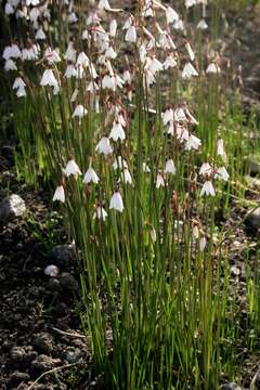 Слика од Acis autumnalis (L.) Sweet