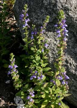 Слика од Lobelia siphilitica L.