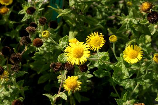 Image of common fleabane