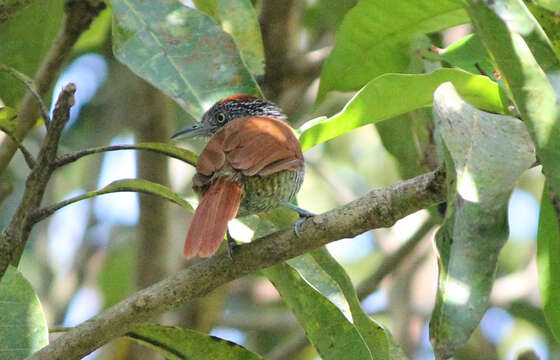 Image of Chestnut-backed Antshrike