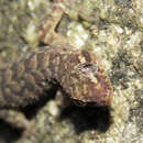 Image of Country Leaf-toed Gecko