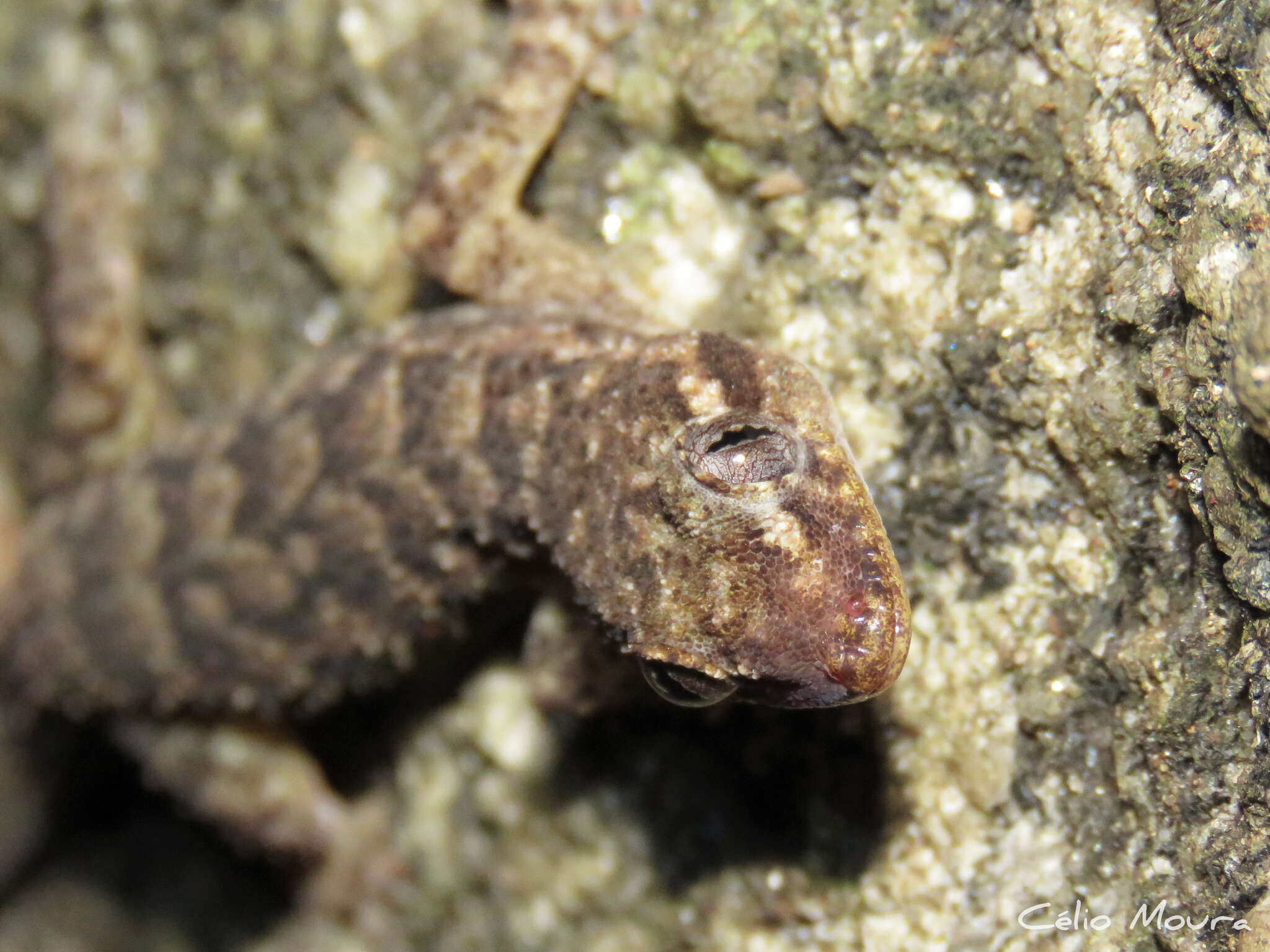 Image of Country Leaf-toed Gecko