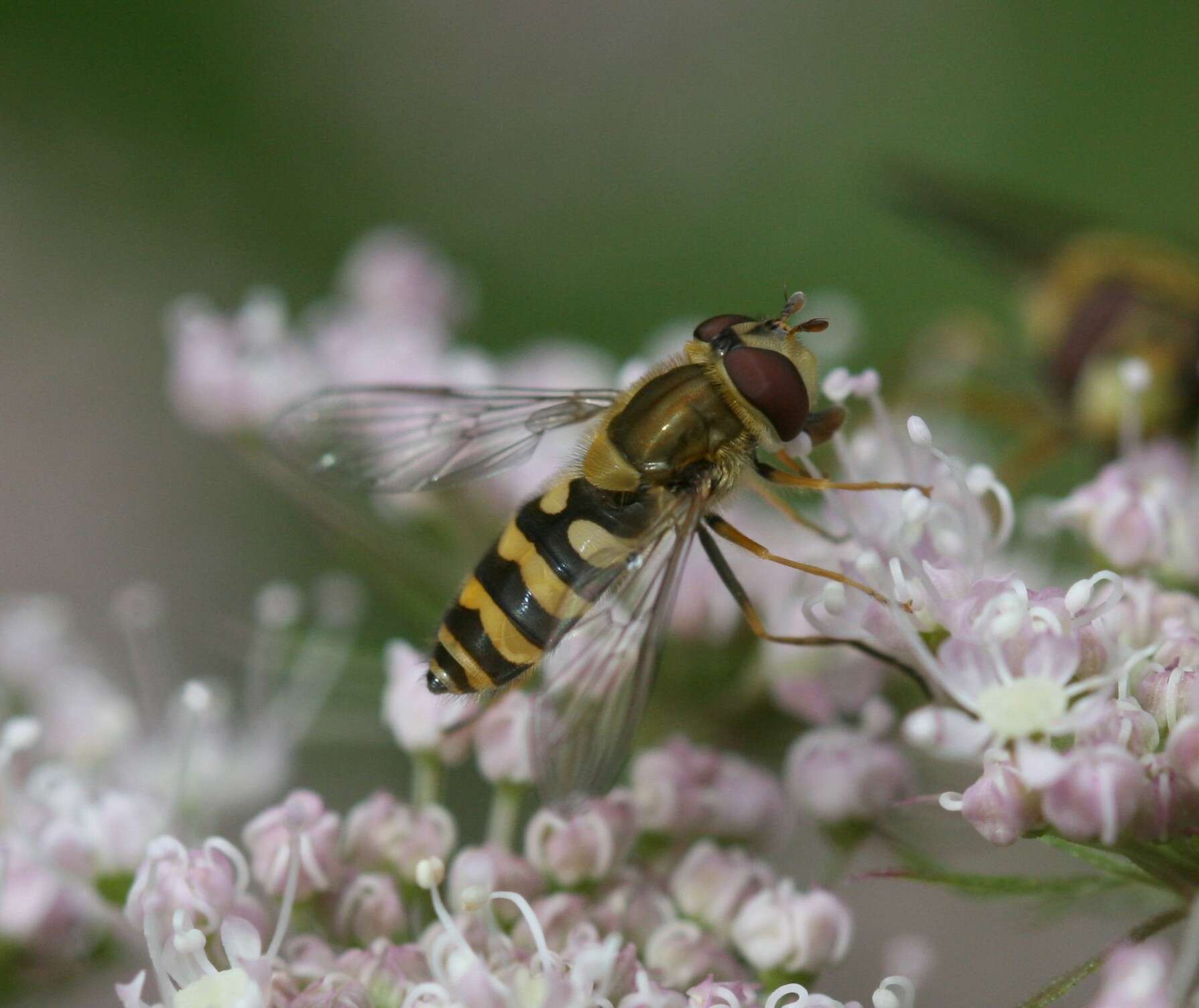 Image of Syrphus vitripennis Meigen 1822