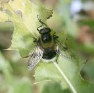 Image of bumblebee hoverfly