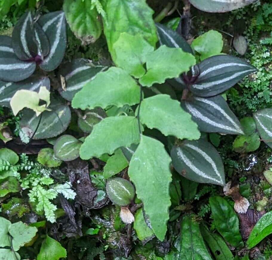 Adiantum nudum A. R. Sm.的圖片