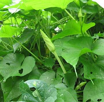 Image of Moonflower or moon vine