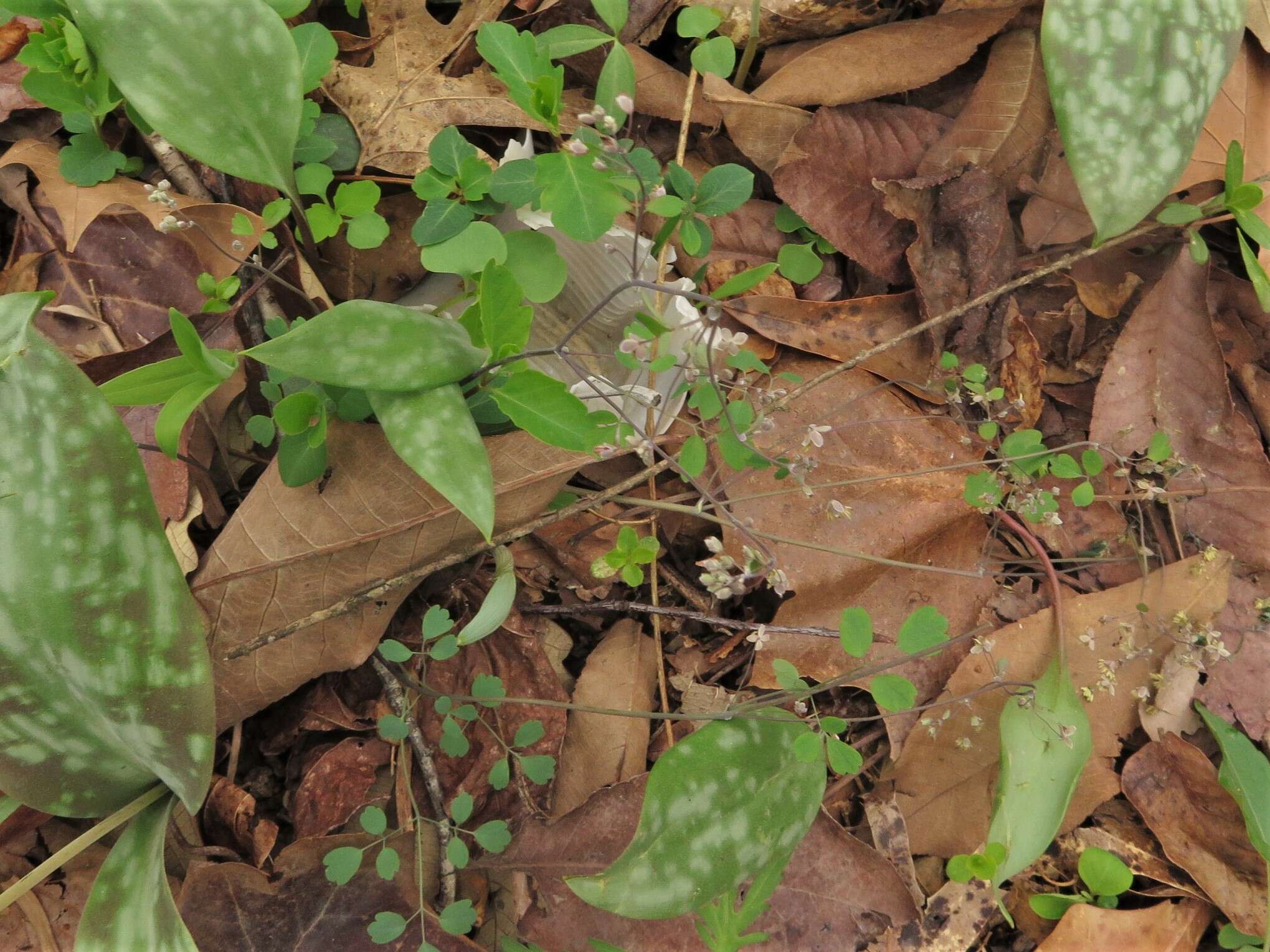 Image of Arkansas meadow-rue