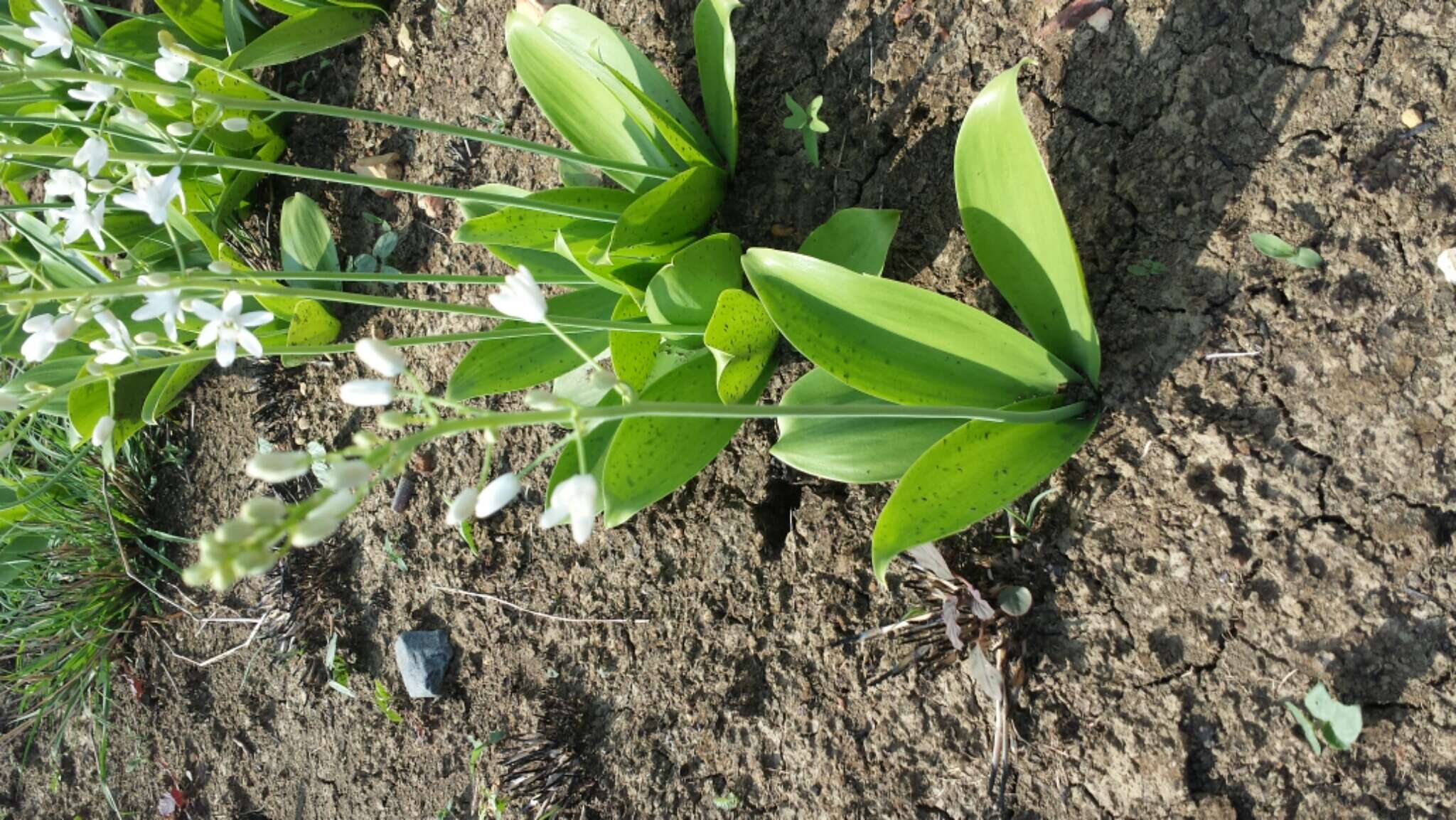 Image of Ornithogalum convallarioides H. Perrier