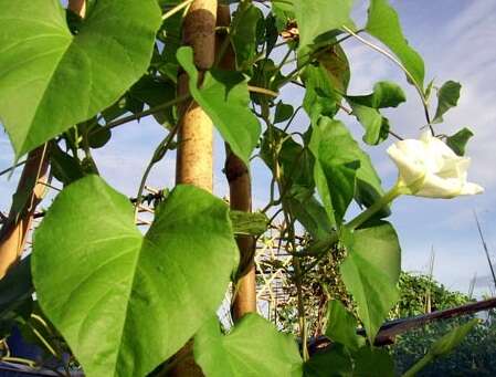 Image of Moonflower or moon vine