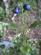 Saldinia acuminata Bremek. resmi