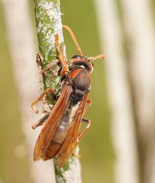 Image of Polistes erythrinus Holmgren 1868