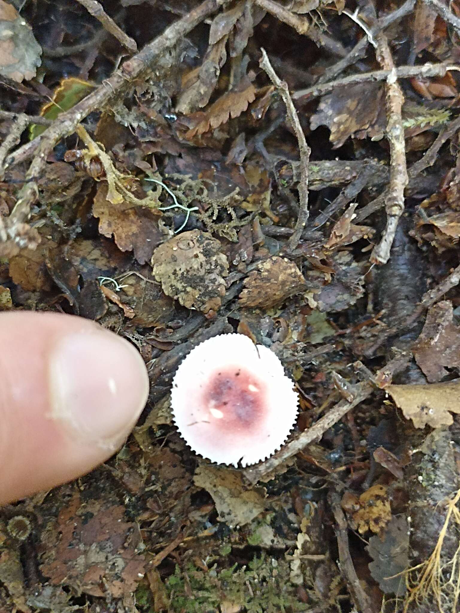 Image de Russula roseopileata McNabb 1973