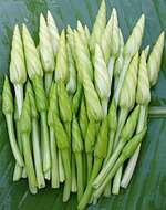 Image of Moonflower or moon vine