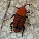 Rhynchophorus ferrugineus (Olivier & A. G. 1791) resmi