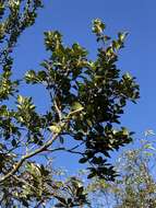 Imagem de Ilex goshiensis Hayata