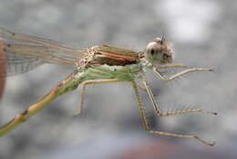 Image of Common Winter Damsel