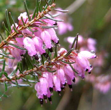 Imagem de Erica carnea L.