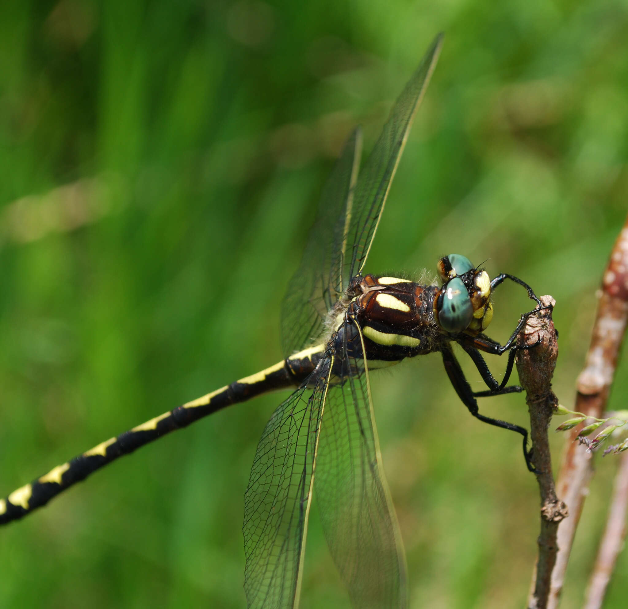 Image of Arrowhead Spiketail