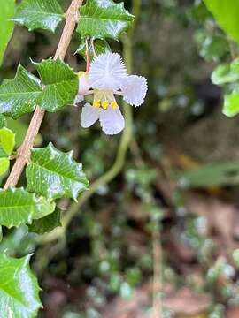 Image of Dwarf Holly