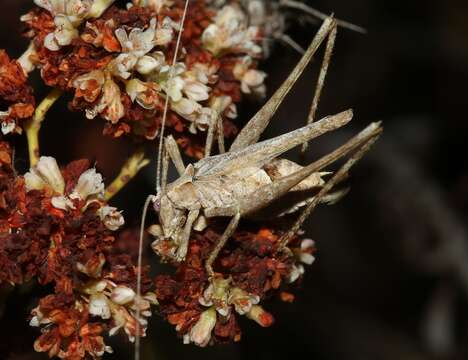 Image of Brachyinsara