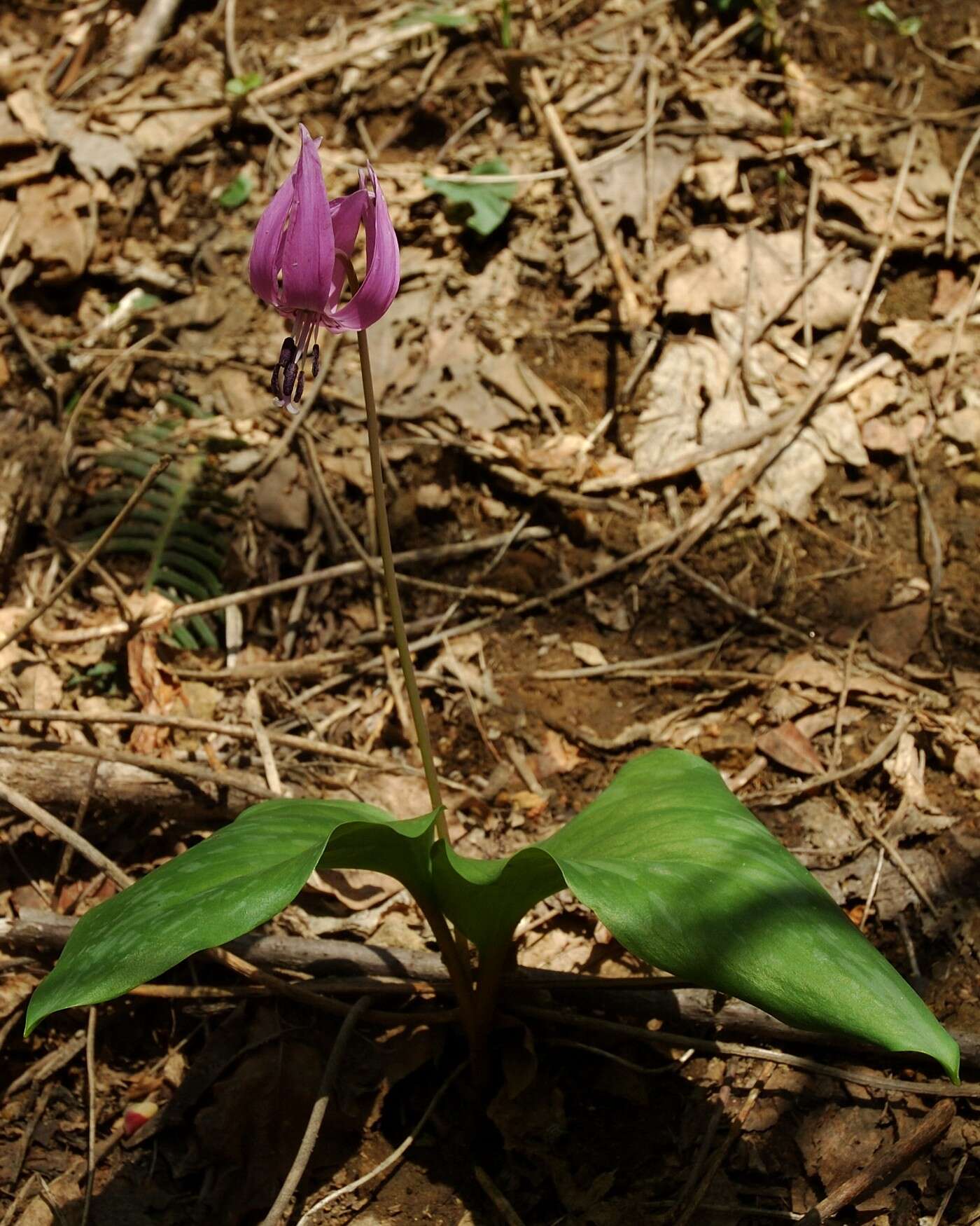 Image of Erythronium japonicum Decne.