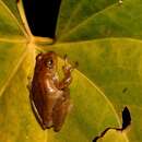 Image of Boettger's Colombian Treefrog