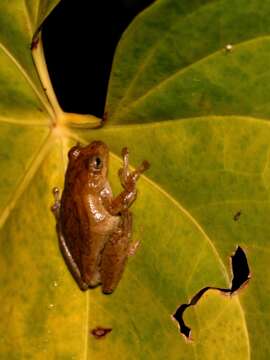 Imagem de Dendropsophus columbianus (Boettger 1892)