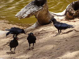 Imagem de Corvus bennetti North 1901