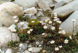 Image de Endocellion glaciale (Ledeb.) Kuprian.