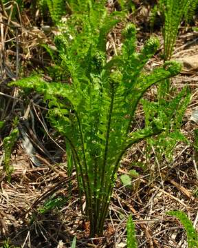 Image of ostrich fern