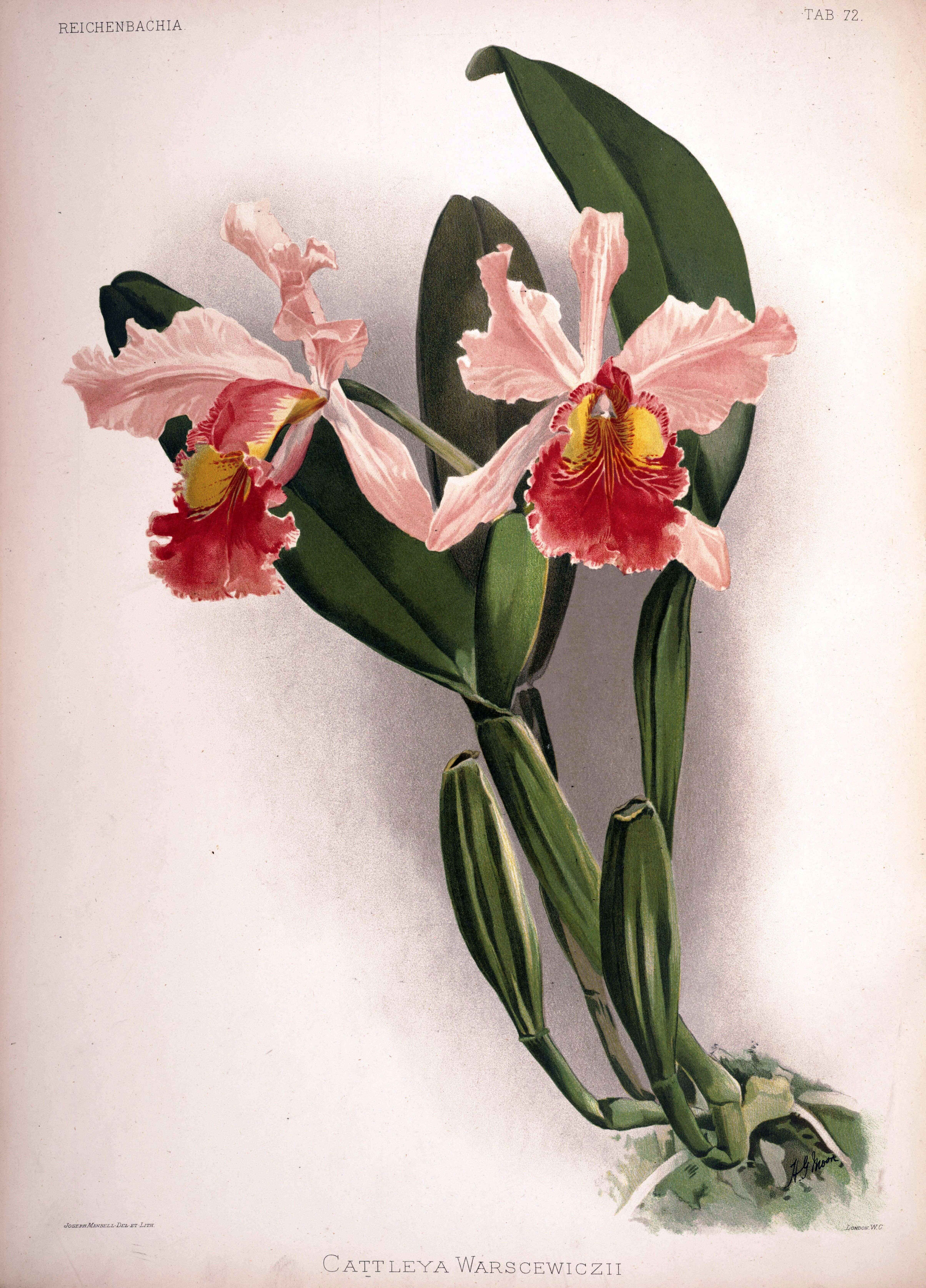 Image of Warscewicz's Cattleya