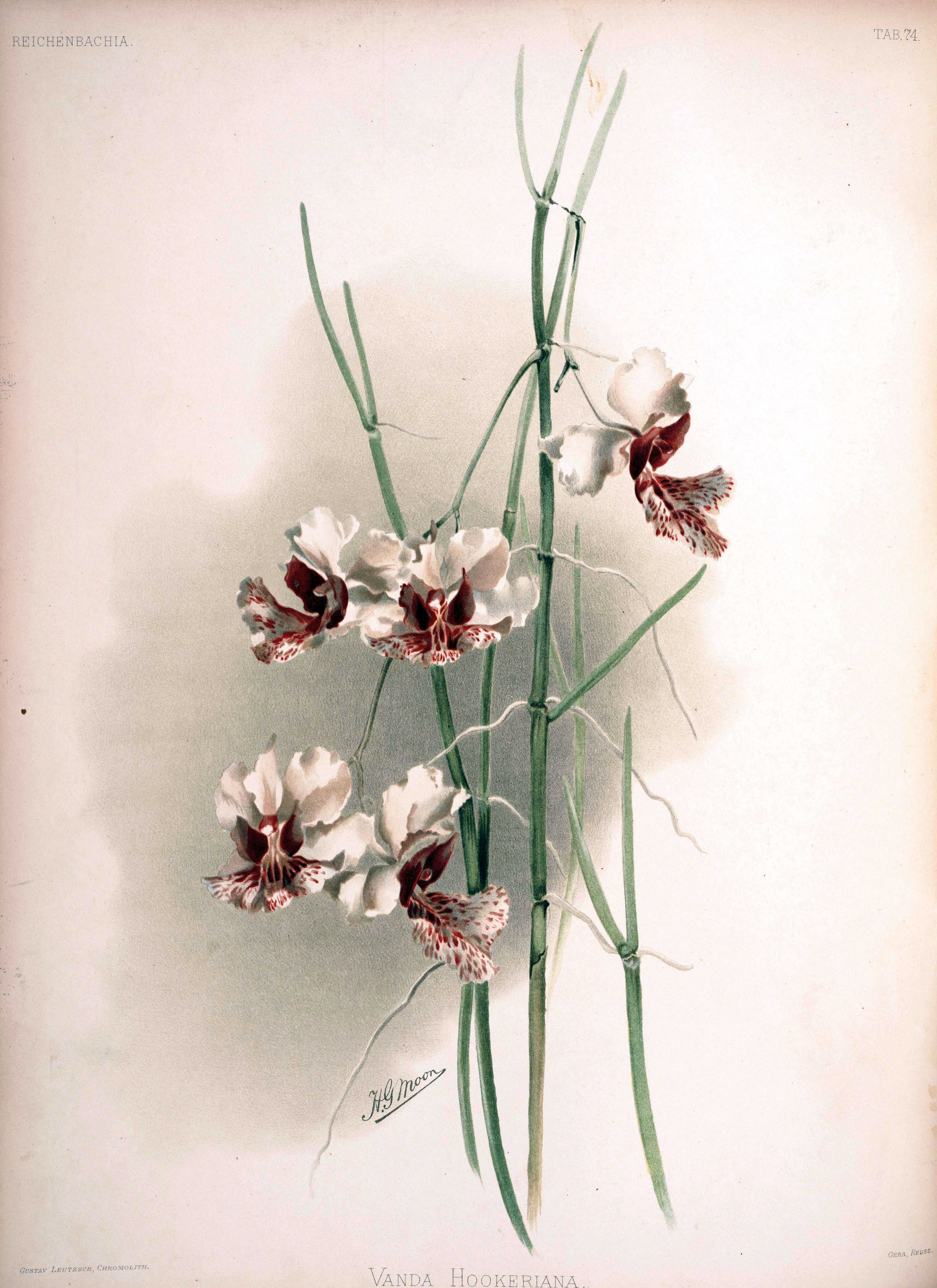 Image of Papilionanthe hookeriana (Rchb. fil.) Schltr.